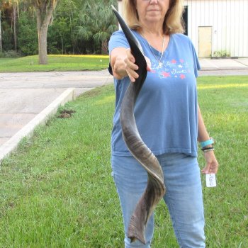 43-1/4" Polished Kudu Horn - $140