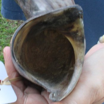 43-1/4" Polished Kudu Horn - $140