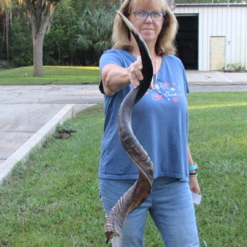 42-1/4" Polished Kudu Horn - $140