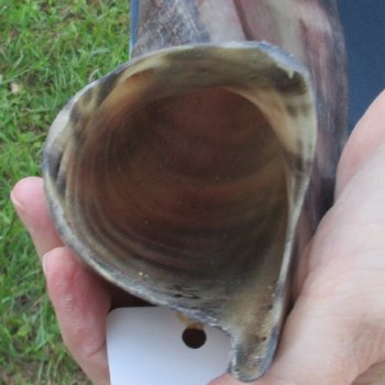 42-1/4" Polished Kudu Horn - $140