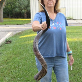44" Polished Kudu Horn - $140