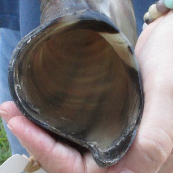 44" Polished Kudu Horn - $140