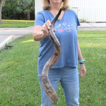 40" Polished Kudu Horn - $140