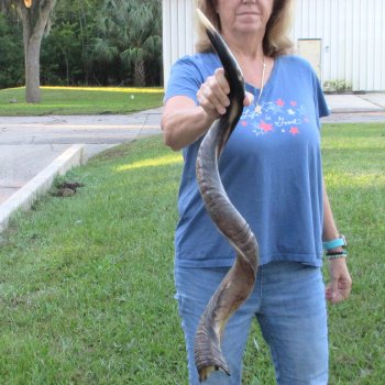 40" Polished Kudu Horn - $140