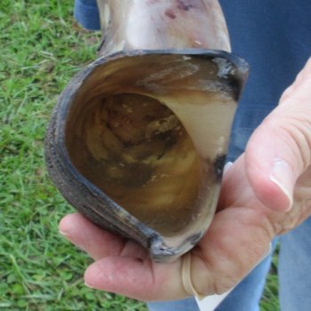 40" Polished Kudu Horn - $140