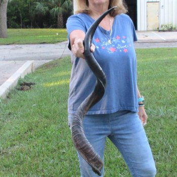 42-1/2" Polished Kudu Horn - $140