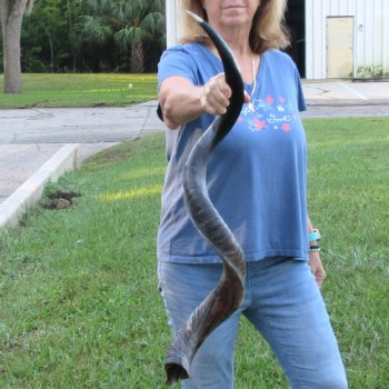 42-1/2" Polished Kudu Horn - $140