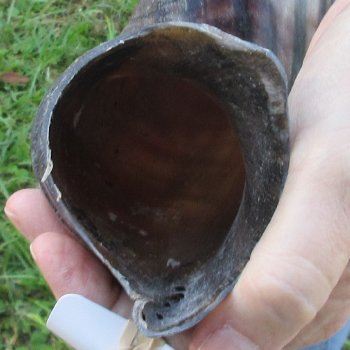 42-1/2" Polished Kudu Horn - $140