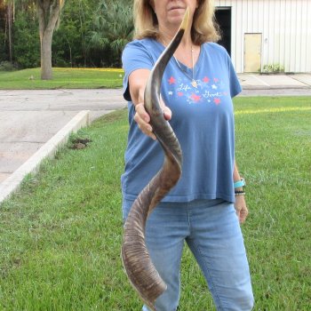 42-1/2" Polished Kudu Horn - $140