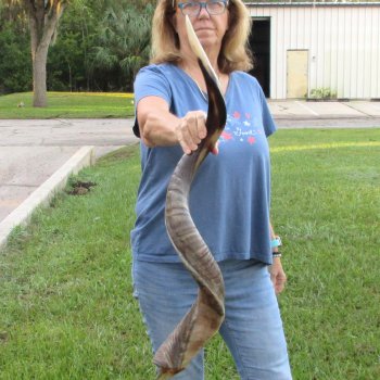 42-1/2" Polished Kudu Horn - $140