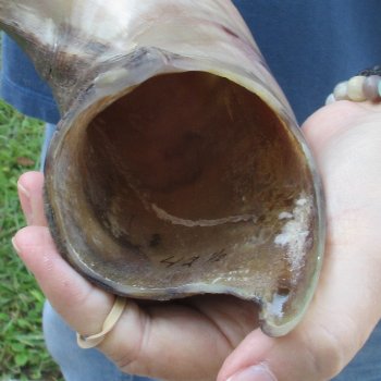 42-1/2" Polished Kudu Horn - $140