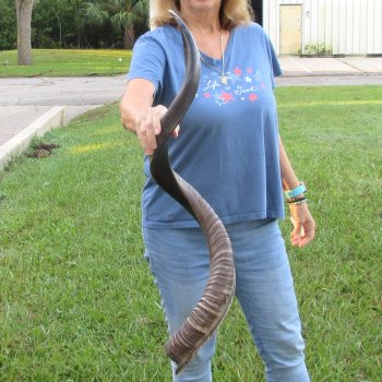 43-1/2" Polished Kudu Horn - $140