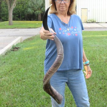 43-1/2" Polished Kudu Horn - $140