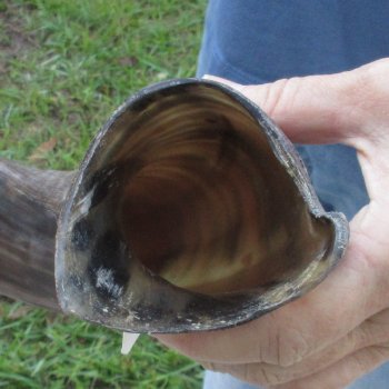 43-1/2" Polished Kudu Horn - $140