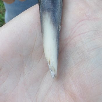 43-1/2" Polished Kudu Horn - $140