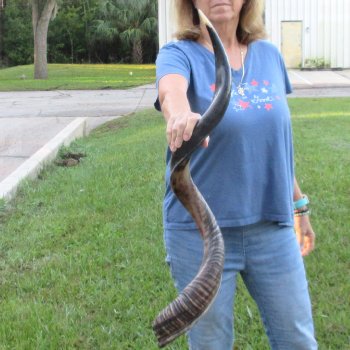 41-1/2" Polished Kudu Horn - $140