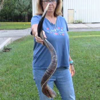 41-1/2" Polished Kudu Horn - $140