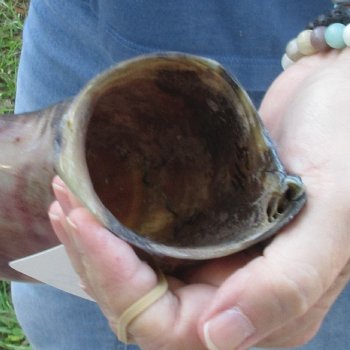 41-1/2" Polished Kudu Horn - $140