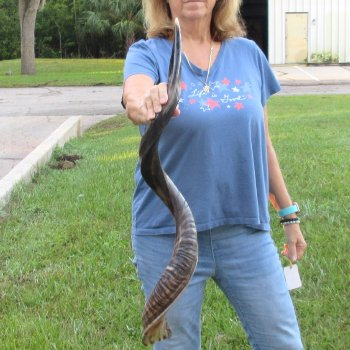 40" Polished Kudu Horn - $140