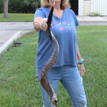 40" Polished Kudu Horn - $140