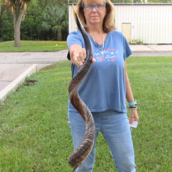 47" Polished Kudu Horn - $165