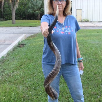47" Polished Kudu Horn - $165