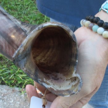 47" Polished Kudu Horn - $165