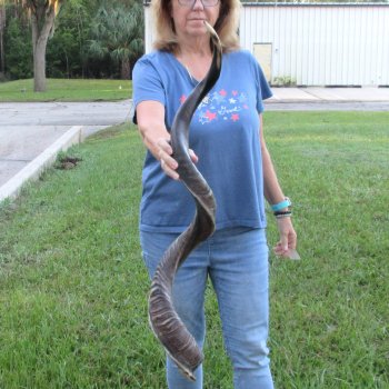 47" Polished Kudu Horn - $165