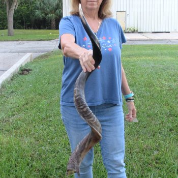 47" Polished Kudu Horn - $165