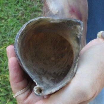 47" Polished Kudu Horn - $165