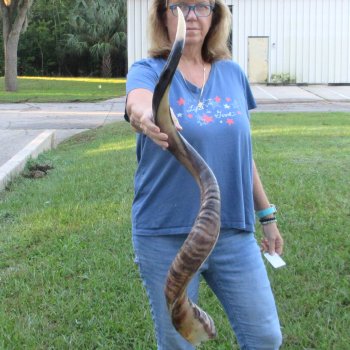 46" Polished Kudu Horn 