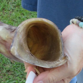 46" Polished Kudu Horn 