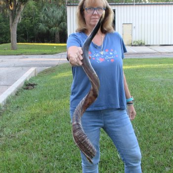 45" Polished Kudu Horn - $165
