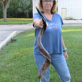 45" Polished Kudu Horn - $165