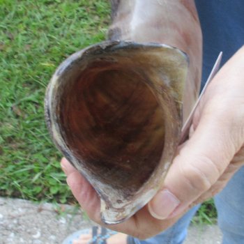 45" Polished Kudu Horn - $165