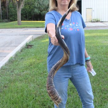 45" Polished Kudu Horn - $165