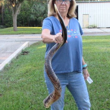 45" Polished Kudu Horn - $165