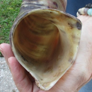 45" Polished Kudu Horn - $165