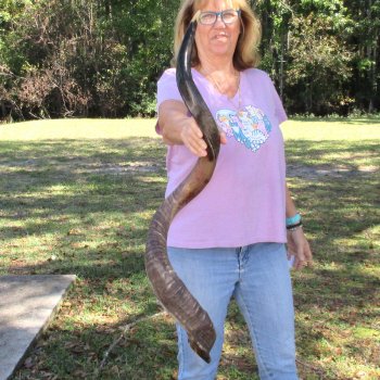 45" Polished Kudu Horn - $165