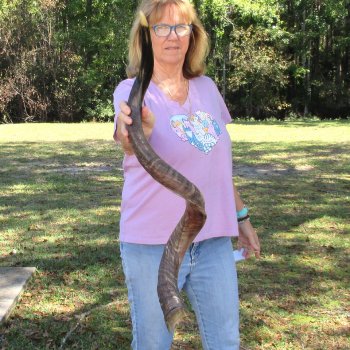 45" Polished Kudu Horn - $165