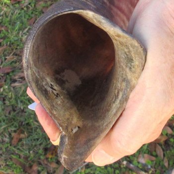 45" Polished Kudu Horn - $165