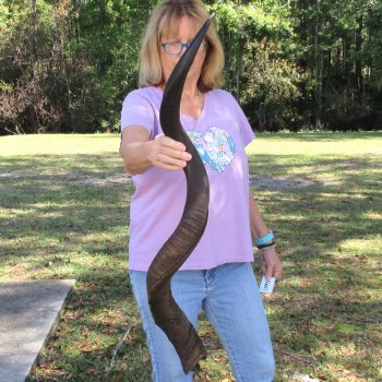  Kudu horn for sale measuring 45 inches - $145