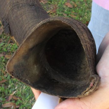  Kudu horn for sale measuring 45 inches - $145