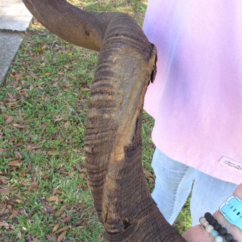  Kudu horn for sale measuring 45 inches - $145