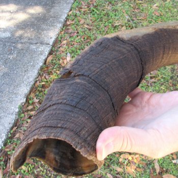  Kudu horn for sale measuring 45 inches - $145