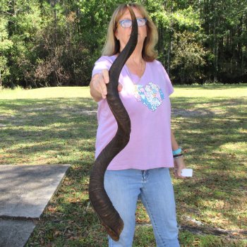  Kudu horn for sale measuring 46 inches - $145