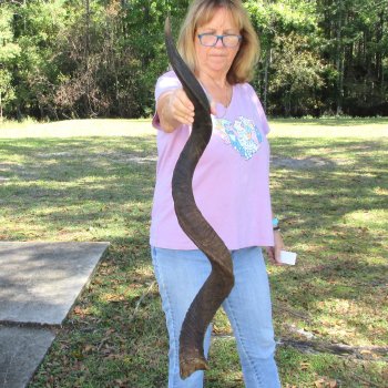  Kudu horn for sale measuring 46 inches - $145