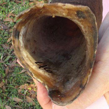  Kudu horn for sale measuring 46 inches - $145