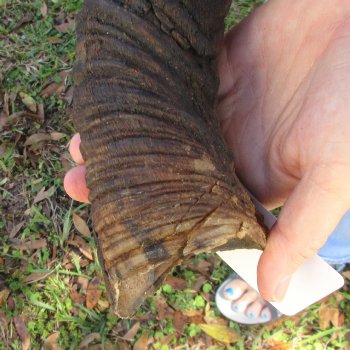  Kudu horn for sale measuring 46 inches - $145