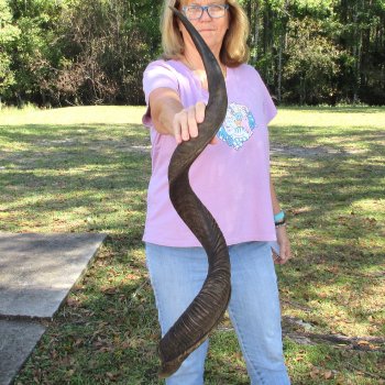  Kudu horn for sale measuring 45-1/4 inches - $145
